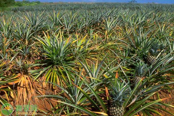 Pineapple planting plant