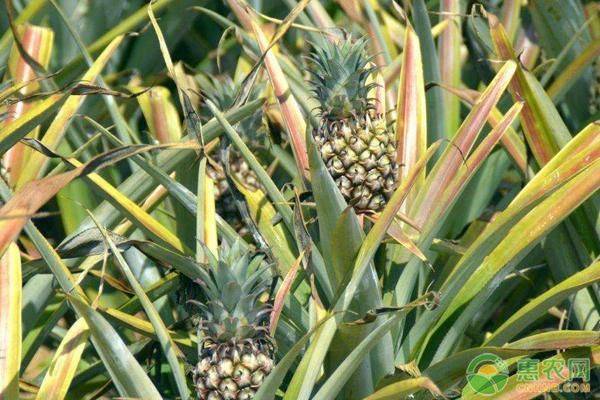 Pineapple planting plant