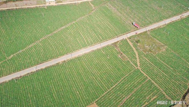 红菜苔种植技术