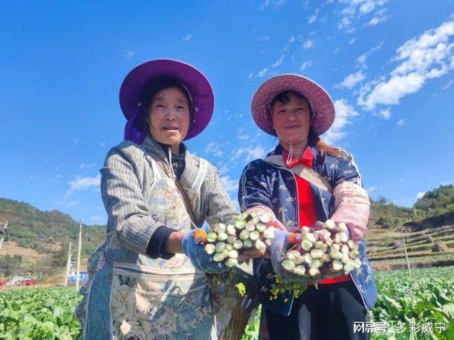 红菜苔种植技术