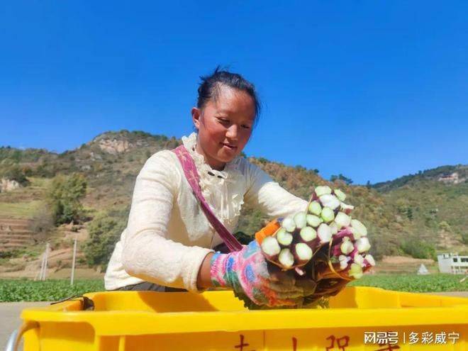 红菜苔种植技术