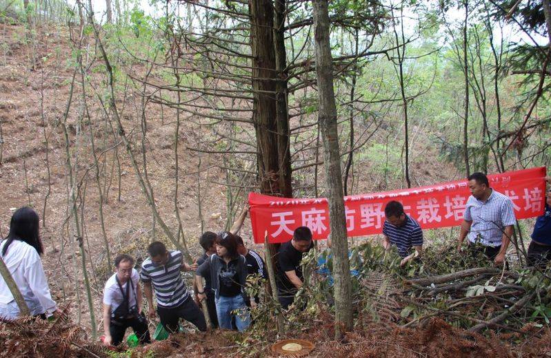 天麻种植技术大全