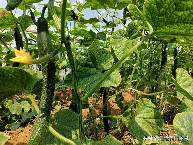 Technology for cucumber cultivation