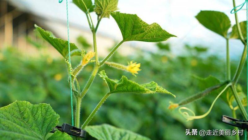 Technology for cucumber cultivation