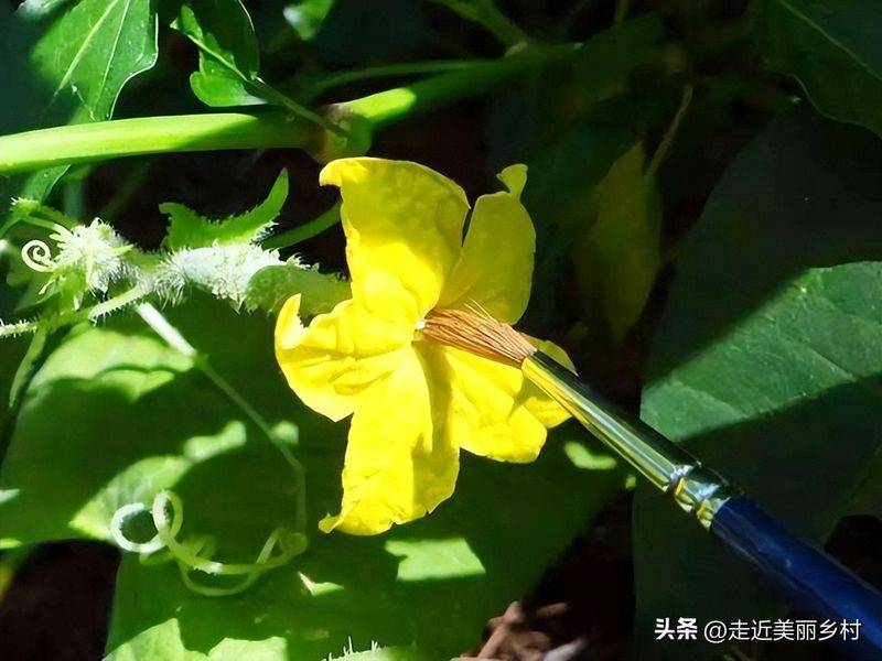 Technology for cucumber cultivation