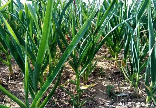 大蒜种植技术视频