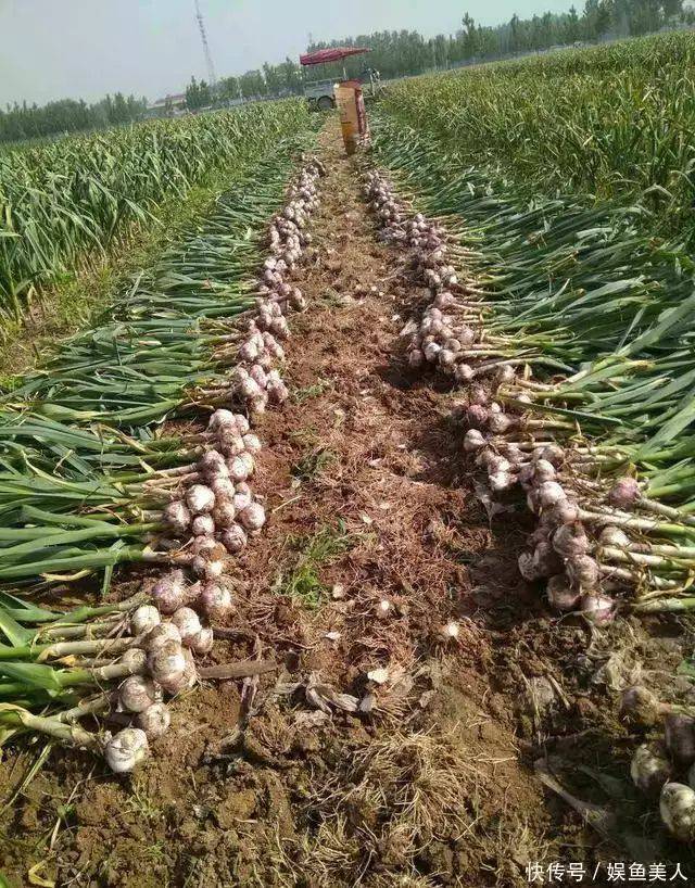 大蒜种植技术视频