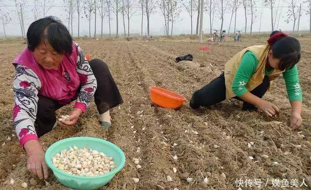 大蒜种植技术视频