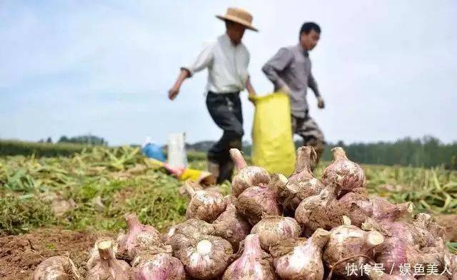大蒜种植技术视频
