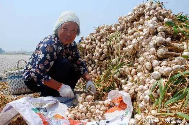 大蒜种植技术视频