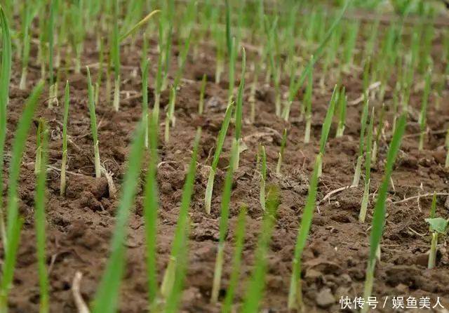 大蒜种植技术视频