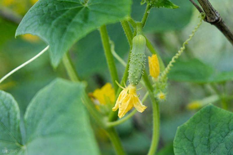 Technology for cucumber cultivation