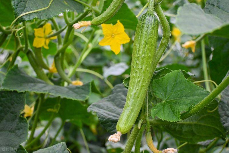 Technology for cucumber cultivation