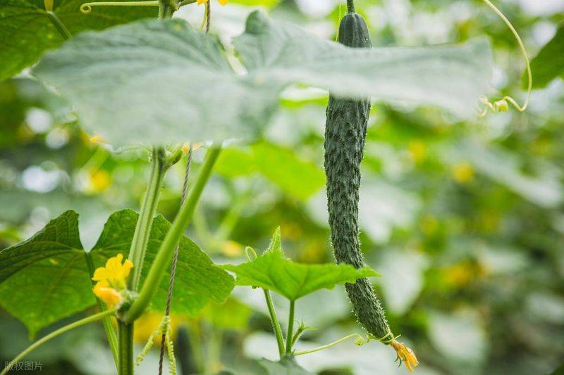 Technology for cucumber cultivation