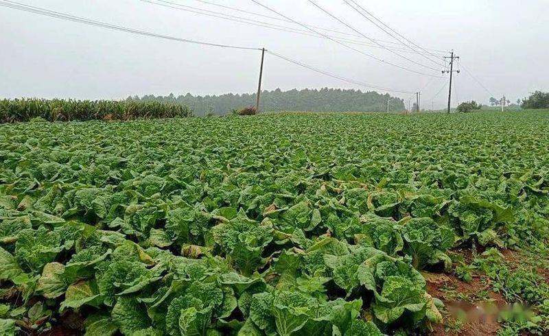 亳州市谯城区古井镇：种植精品娃娃菜 抱起致富“金娃娃”