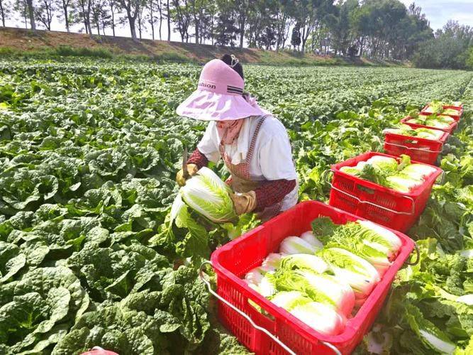娃娃菜的种植方法