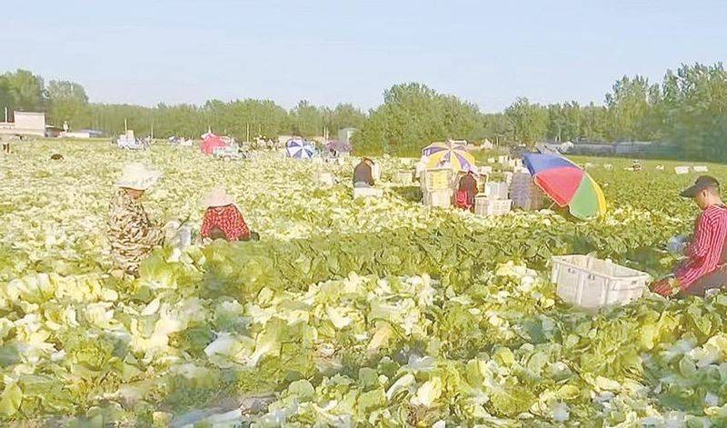 娃娃菜的种植方法