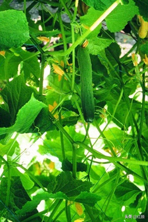 Technology for cucumber cultivation
