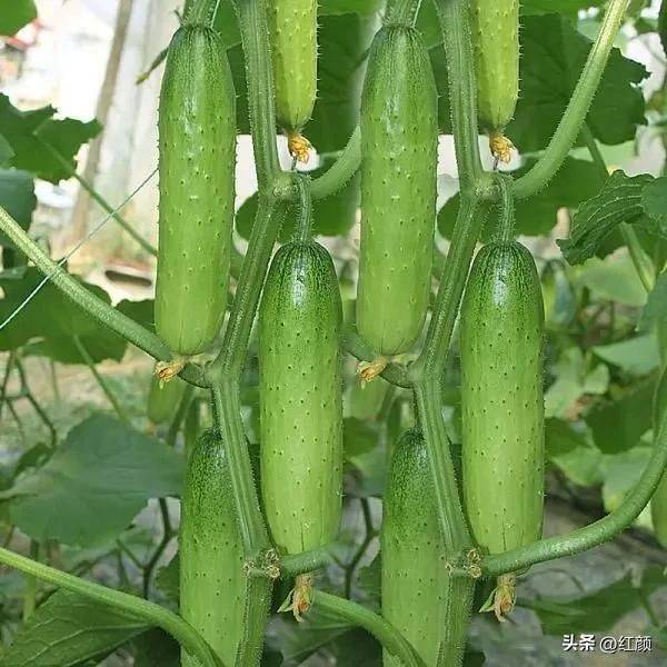 Technology for cucumber cultivation