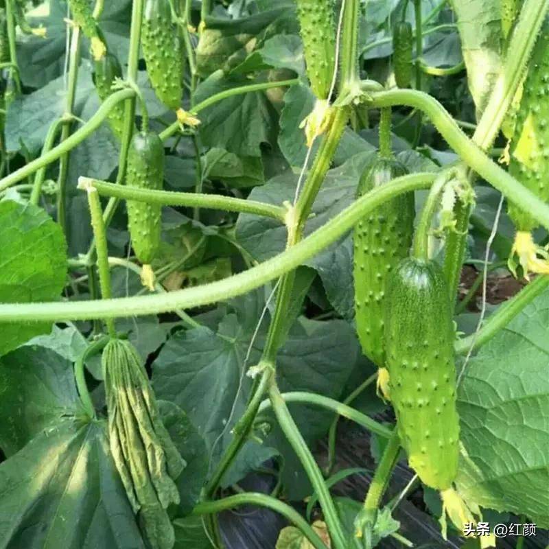 Technology for cucumber cultivation