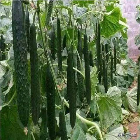 Technology for cucumber cultivation