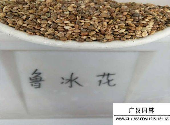 The method of planting the luice flower