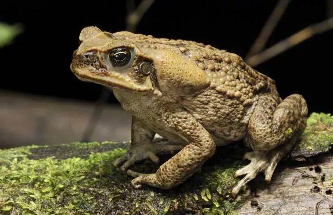 The price of the coat