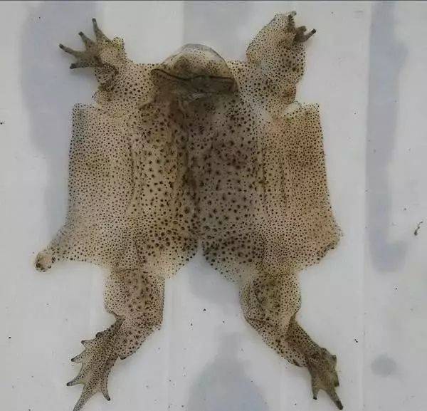 The price of the coat