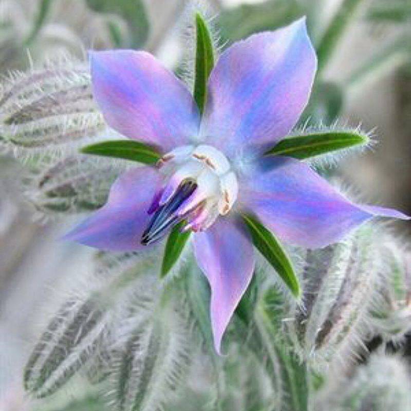 琉璃苣种植方法