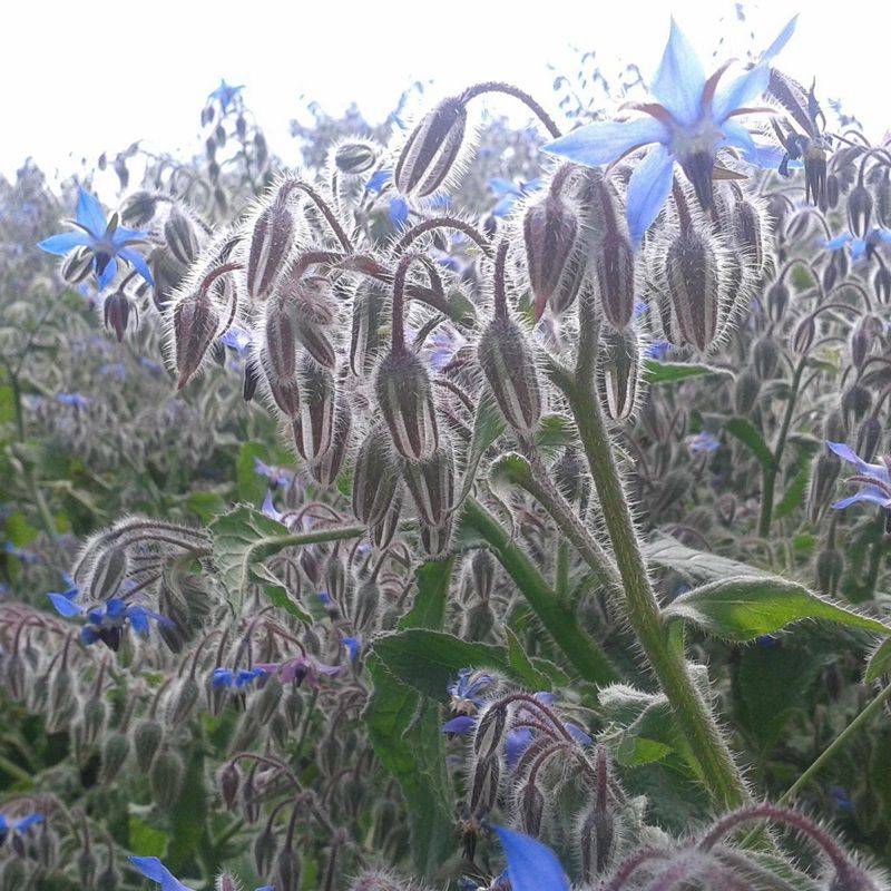 琉璃苣种植方法