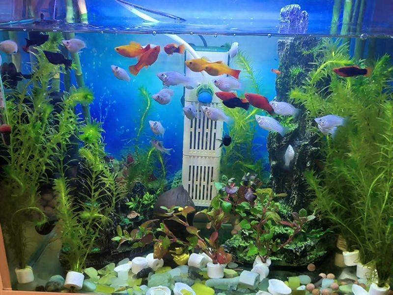 养鱼知识 草 光