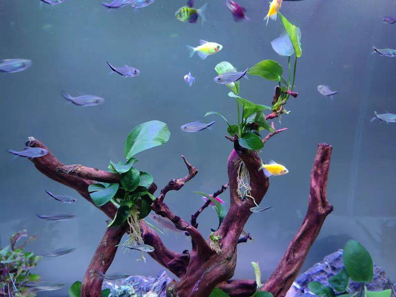 养鱼知识 草 光