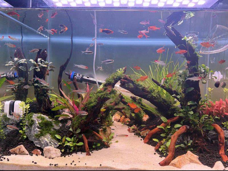 养鱼知识 草 光