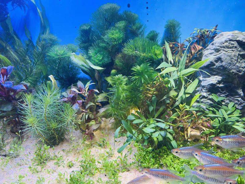 养鱼知识 草 光