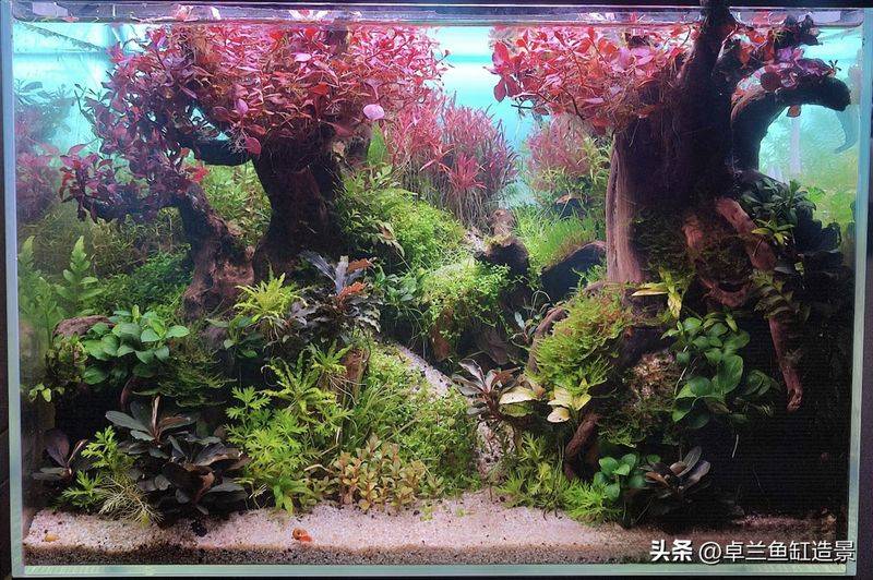 养鱼知识 草 光