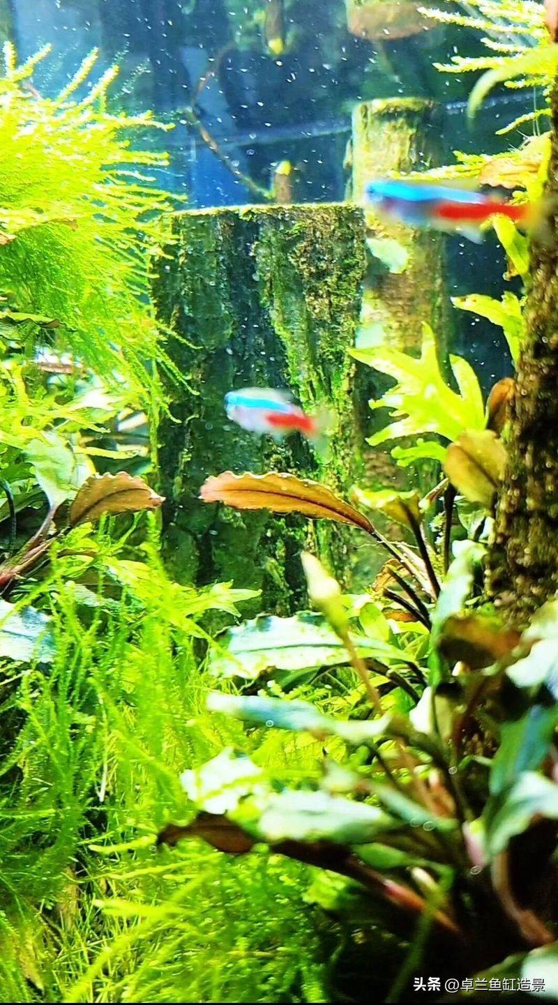 养鱼知识 草 光