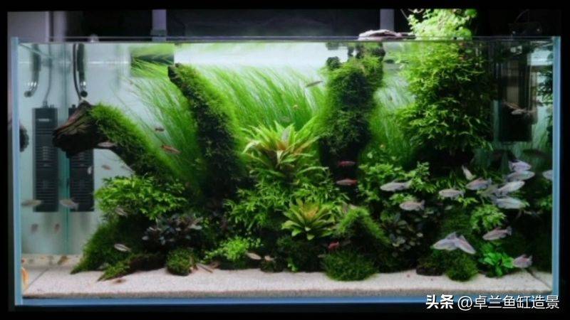 养鱼知识 草 光