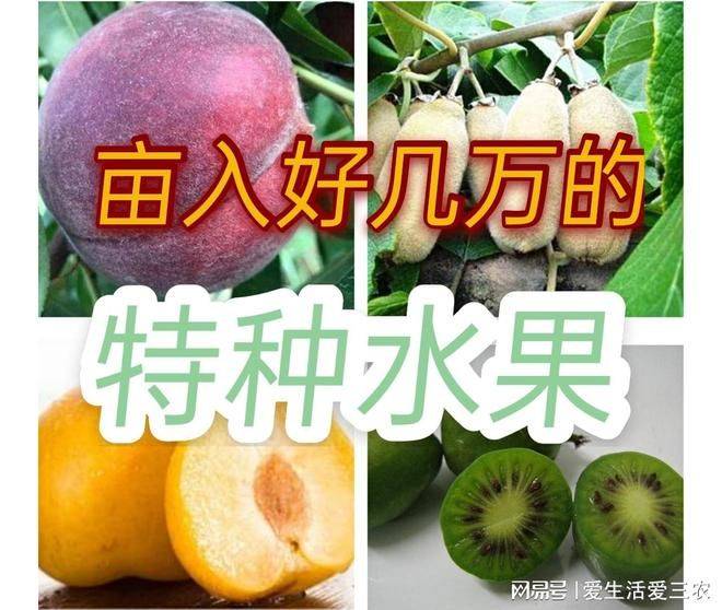 特种种植新品种水果