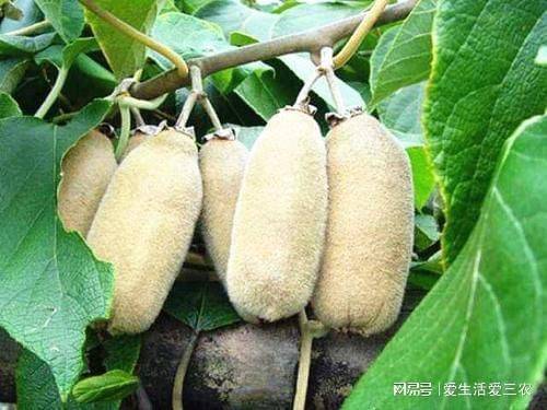 特种种植新品种水果