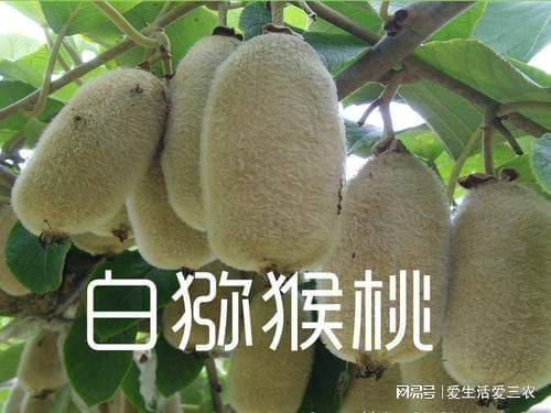 特种种植新品种水果