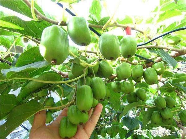 特种种植新品种水果