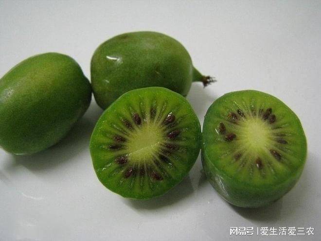 特种种植新品种水果