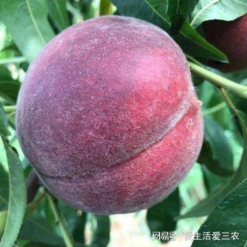 特种种植新品种水果