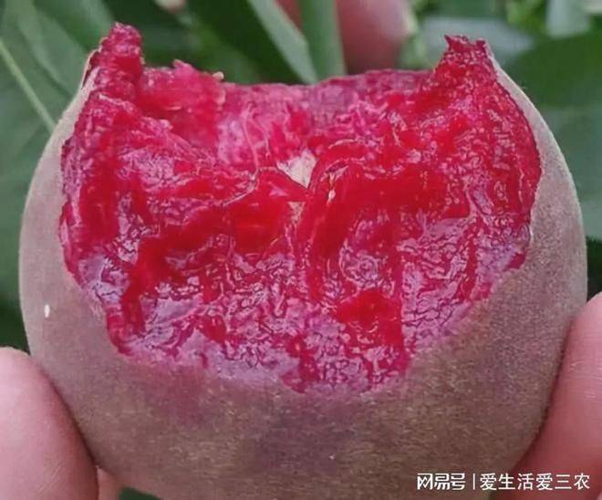 特种种植新品种水果