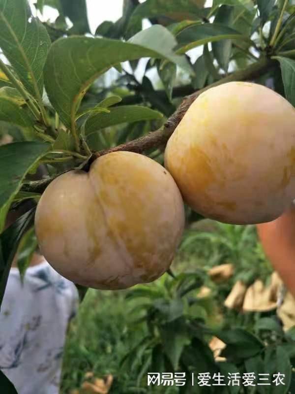 特种种植新品种水果