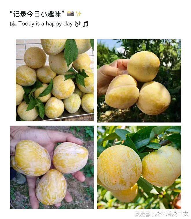 特种种植新品种水果