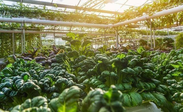 为什么大棚里的瓜果蔬菜，没有室外种植的好吃？看东北老农怎么说