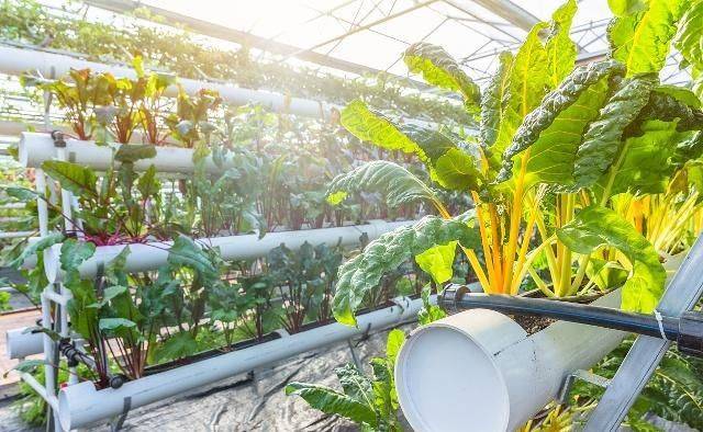 蔬菜 瓜果种植技术