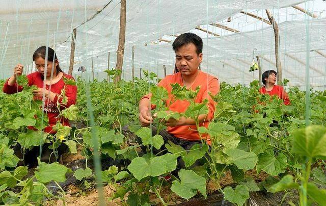 蔬菜 瓜果种植技术