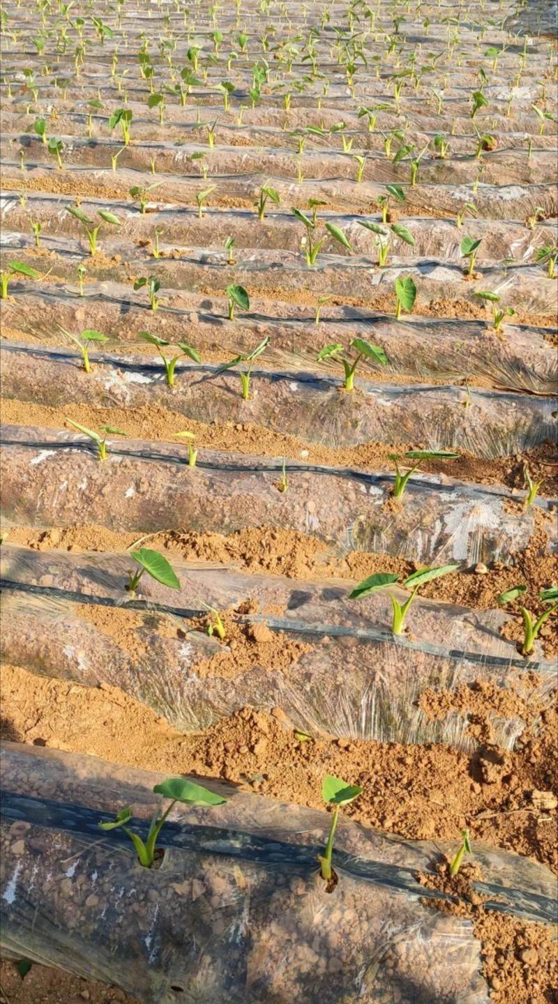 芋头种植技术与管理